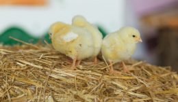 Chickens LAF