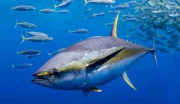 Atun