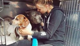 holland-officially-becomes-the-first-country-in-the-world-without-stray-dogs-04