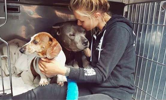 holland-officially-becomes-the-first-country-in-the-world-without-stray-dogs-04 holland-officially-becomes-the-first-country-in-the-world-without-stray-dogs-04