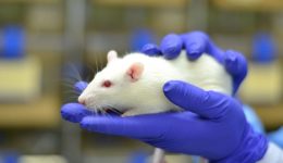 Animal Testing