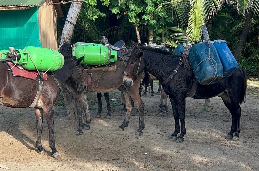 Donkeys Donkeys