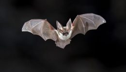 bats