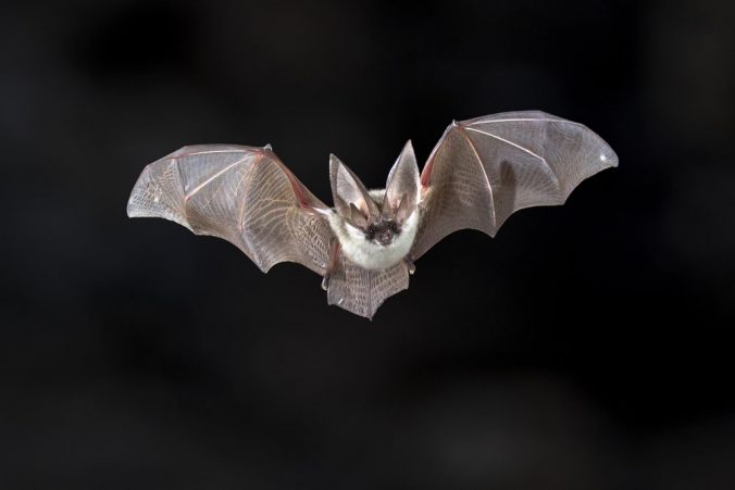 bats bats