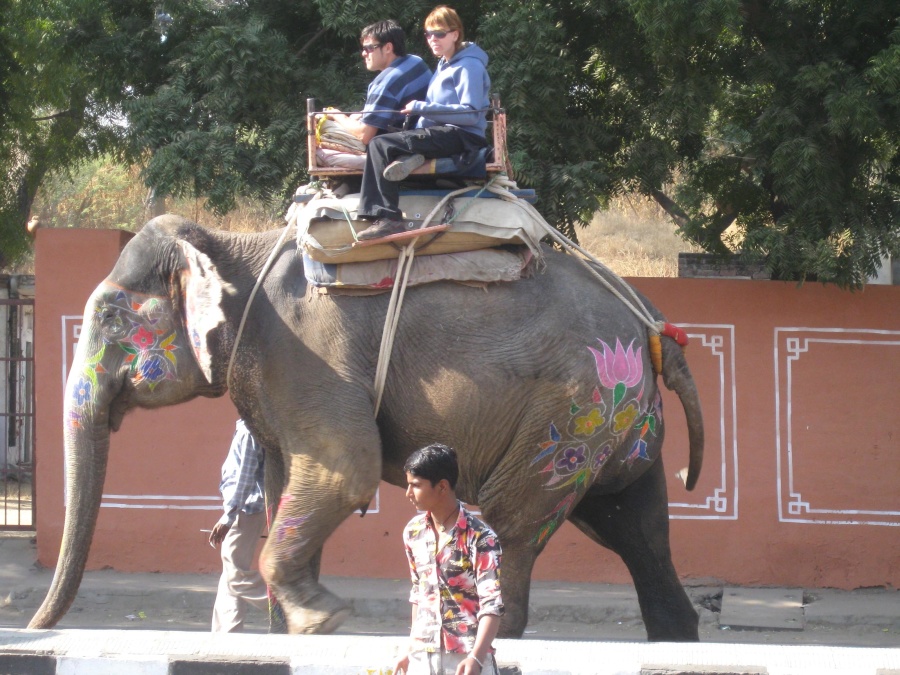 elephant, tourists, india elephant, tourists, india