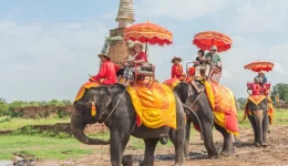 elephantss