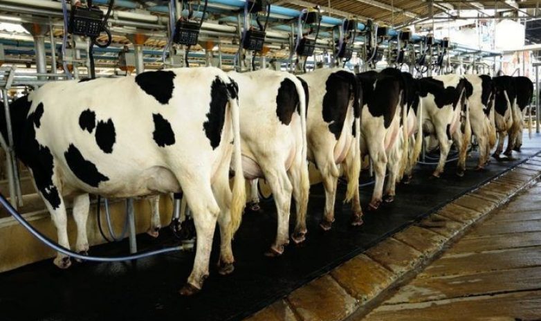 Dairy-Industry Dairy-Industry