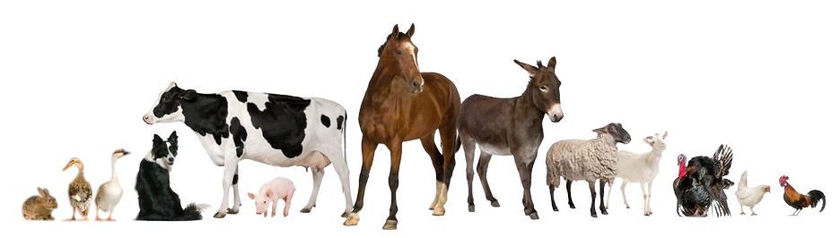animals-removebg-preview__1_-removebg-preview animals-removebg-preview__1_-removebg-preview
