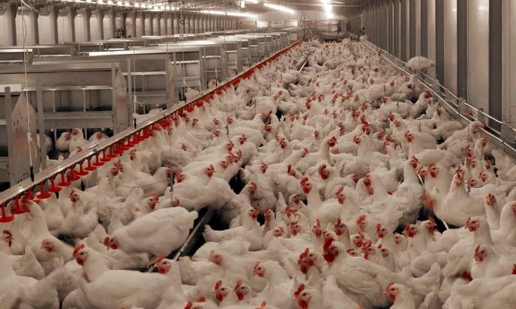 poultry poultry