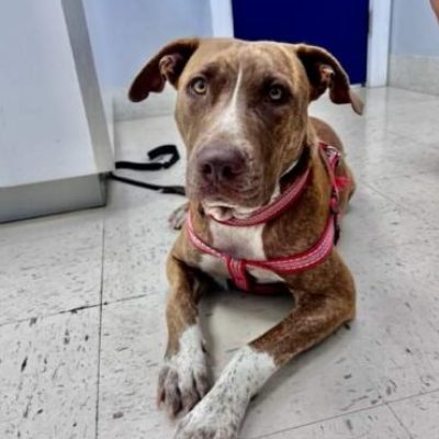 rescued03
