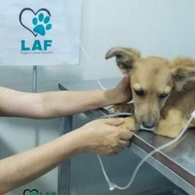 spayed08