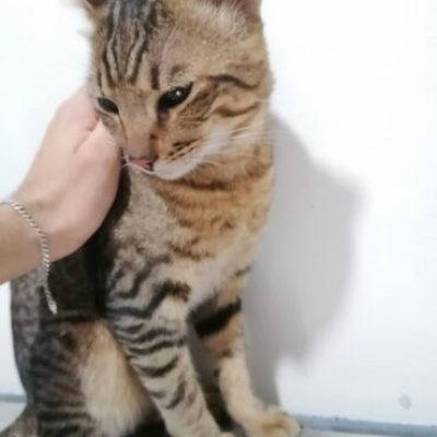 spayed09