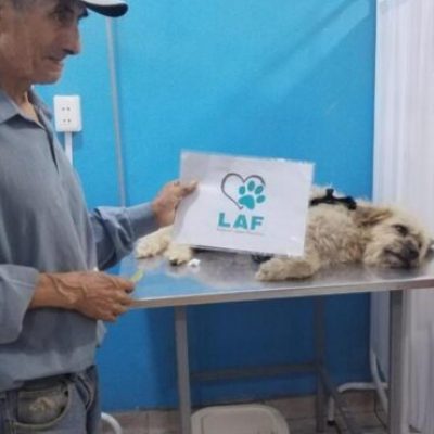 spayed11