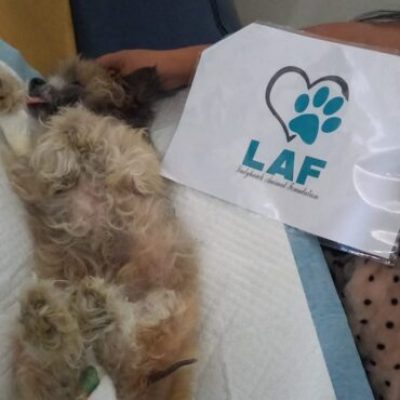spayed13