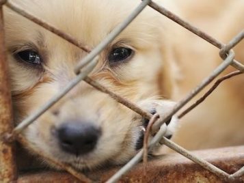 petitions6