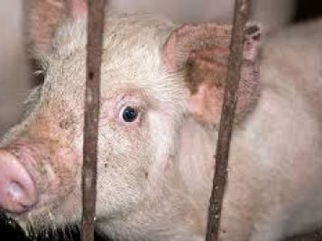 petitions8