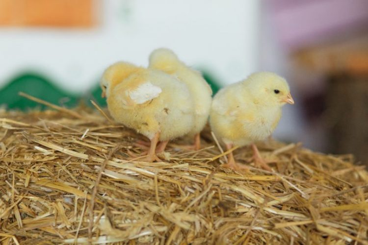 Chickens LAF