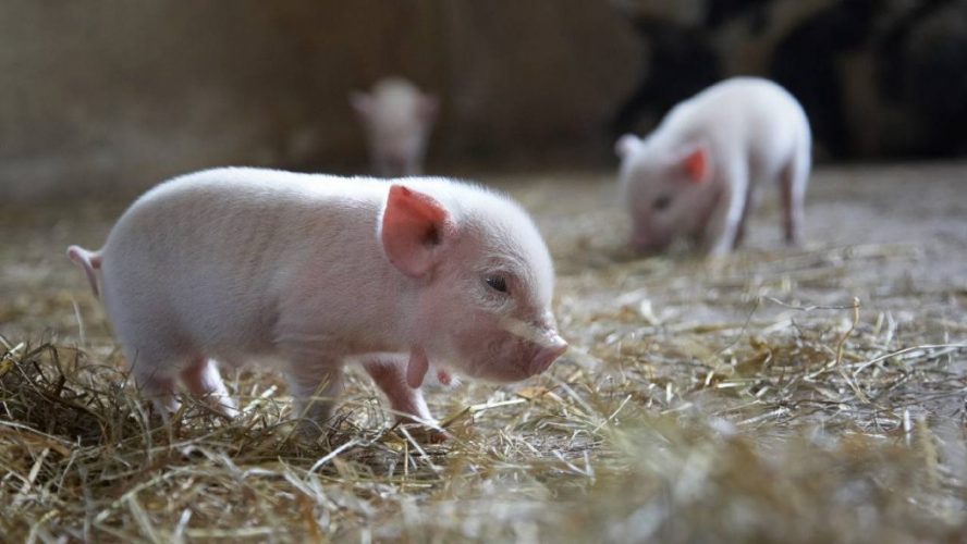 minipigs