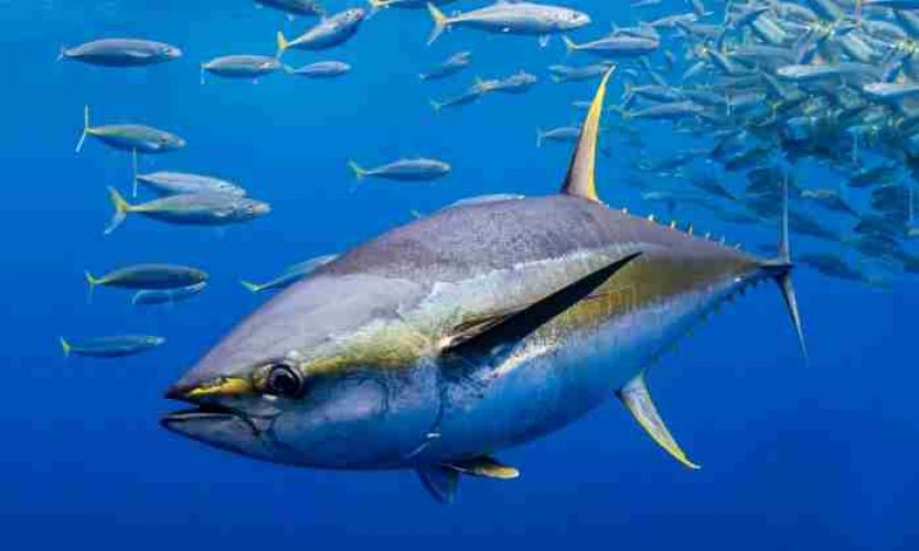 Atun