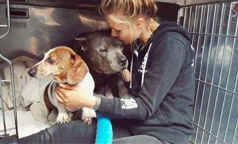 holland-officially-becomes-the-first-country-in-the-world-without-stray-dogs-04