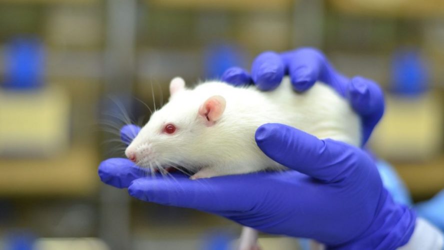 Animal Testing
