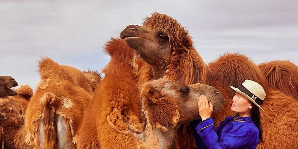 Camel
