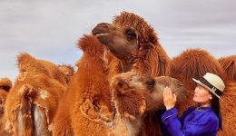 Camel