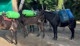 Donkeys
