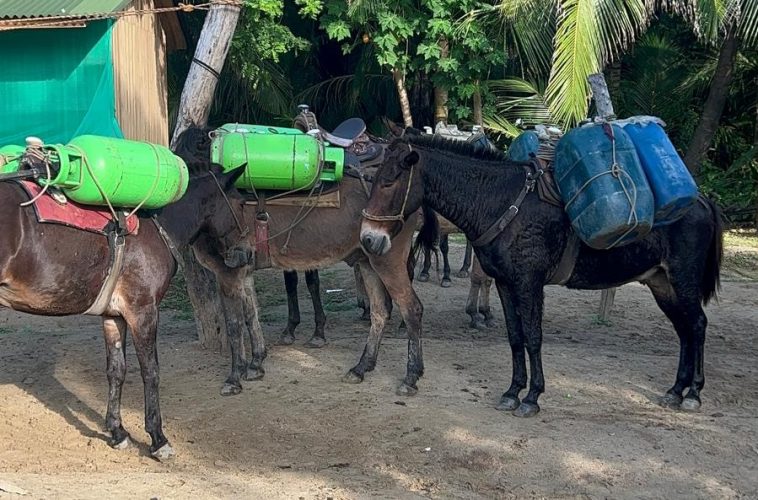 Donkeys