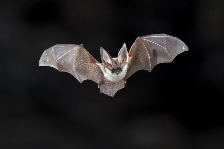 bats