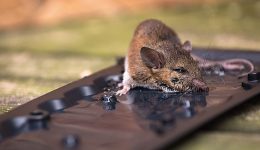 Glue Traps