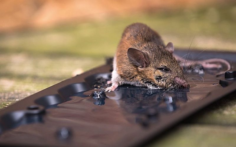 Glue Traps