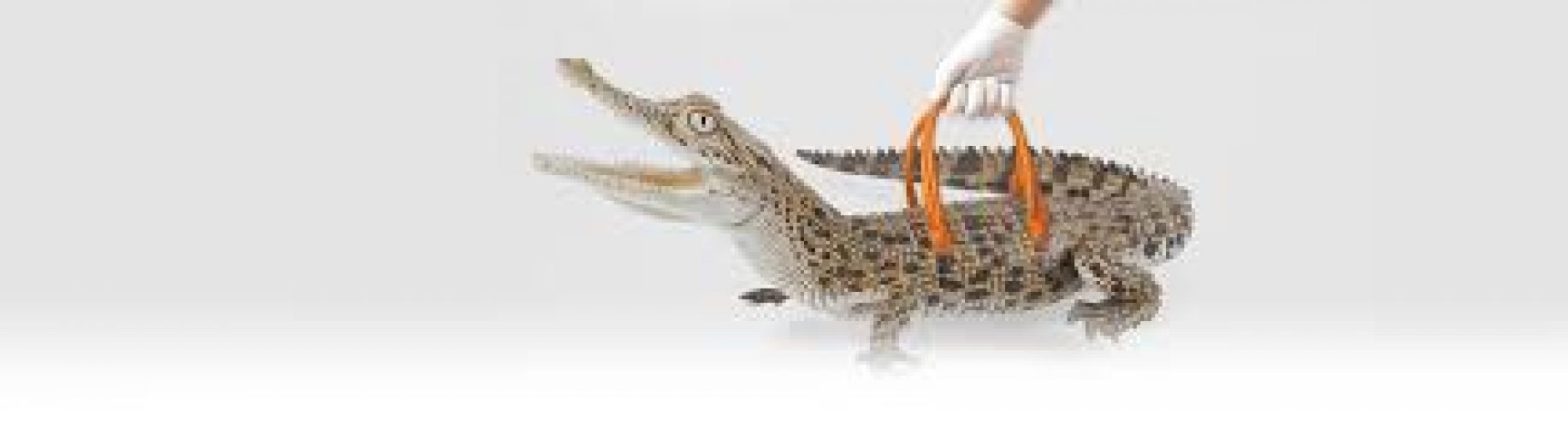 Crocodiles