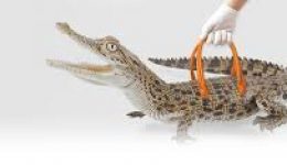 Crocodiles