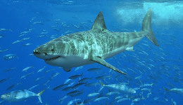 shark