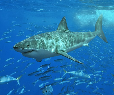 shark
